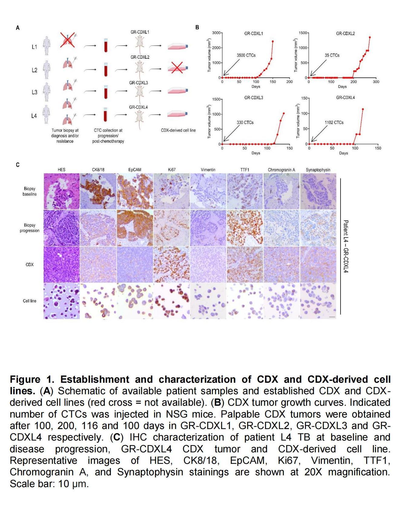 人源腫瘤細胞系異種移植（CDX）(圖1)